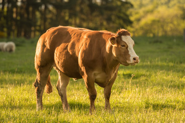 Naklejka na ściany i meble Dexter Cow in Sunny Field on Summer Evening