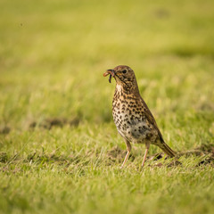 Thrush Gathering Fresh Food 