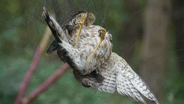 Bird trapped in net,struggling to die in green forest like fail loser.Shaking leaves of tree canopy in wind.destruction of ecological balance.