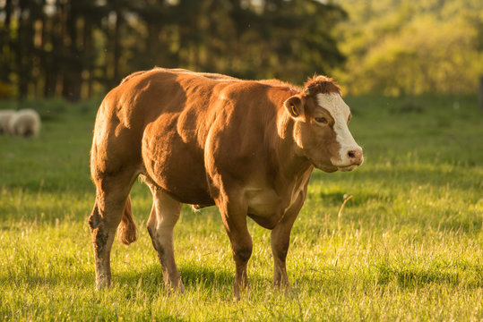 Dexter Cow in Sunny Field on Summer Evening