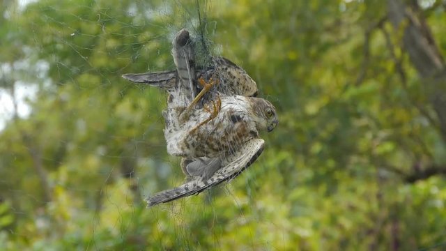 Bird trapped in net,struggling to die in green forest like fail loser.Shaking leaves of tree canopy in wind.destruction of ecological balance.