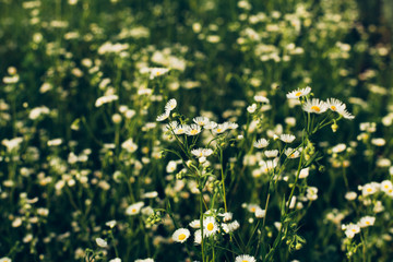 Spring wild flower background.