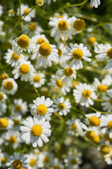 Fototapeta premium Chamomile in a sunny garden