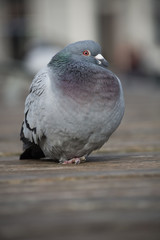 Feral pigeon in Falmouth Town Centre 