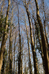 Tall trees in English Woodland