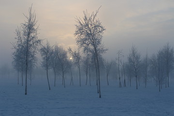 Trees in the winter fog at sunset
