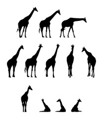 giraffe silhouettes