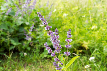 Summer flowers on the meadow