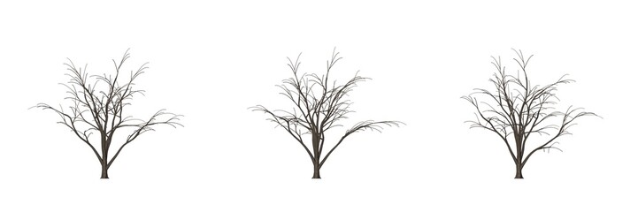 3d rendering of three trees isolated on white