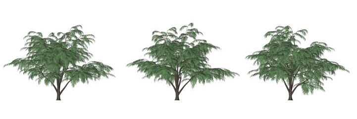 3d rendering of three trees isolated on white