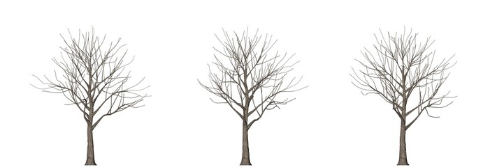 3d rendering of three trees isolated on white