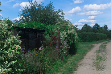 wooden cottage in the allotment sourronded by green bush