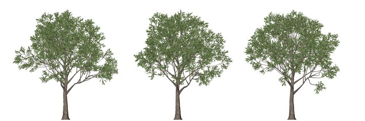 3d rendering of three trees isolated on white
