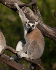 Ring Tail Lemur Sits