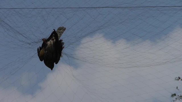 Bird trapped in net,struggling to die in blue sky like fail loser.Shaking leaves of tree canopy in wind.destruction of ecological balance..