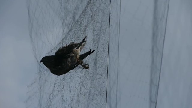 Bird trapped in net,struggling to die in blue sky like fail loser.Shaking leaves of tree canopy in wind.destruction of ecological balance..