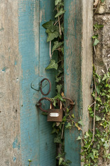 Rusty padlock, ivy, old door