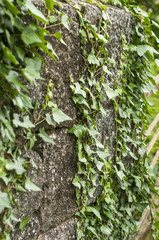 A stone wall with leaves of ivy