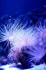 Sea anemone in a dark blue water of aquarium. Tropical marine life background.