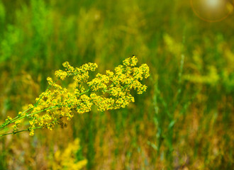 Yellow blooming wildflowers on a summer day