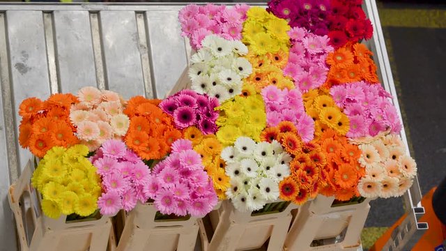 1182_Over_the_top_view_of_the_colorful_fresh_flowers.mov