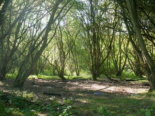Stock Photo - inside forest green summer day wivenhoe essex england uk