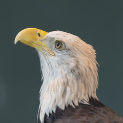 bald eagle face 