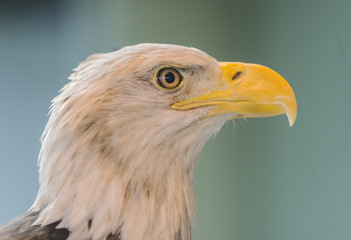bald eagle 2