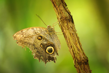Naklejka premium Butterfly on branch with closeup wings showing power of mimicry
