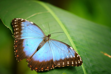 Blue butterfly with open wings on green leaf