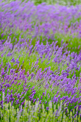 Naklejka premium Rows of Lavender Plants Blossoming in a Farm