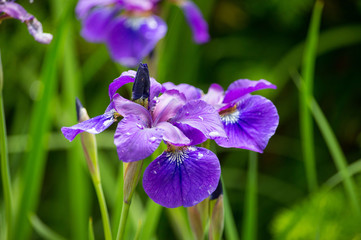 Purple iris