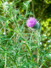 Stock Photo - pink thistle isolated outside on plant in summer light essex england uk