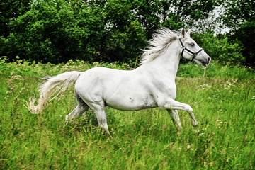 Obraz na płótnie Canvas graceful white horse in a field