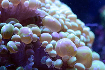 Bubble coral, Plerogyra sinuosa, in a saltwater aquarium. Marine life background