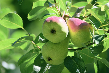 Three pears hanging on a branch of a tree in the orchard. Rural background with an empty copy space for Editor's text.