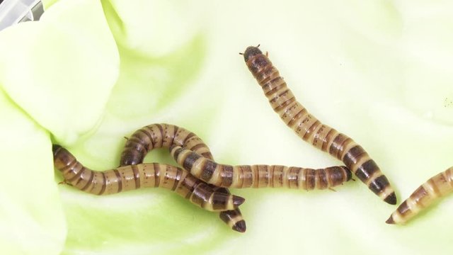 Zofobas larvae on cabbage