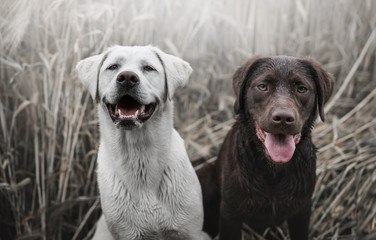 Zwei junge labrador retriever Hunde Welpen in einem Feld mit Nebel glücklich zusammen 