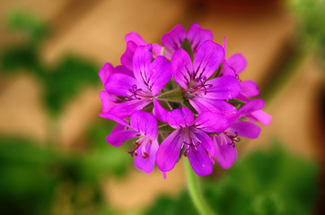 Obraz premium Violet Geranium.Pelargonium flower blossoms close up macro.
