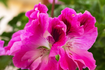 Fototapeta premium Pink Geranium.Pelargonium flower blossoms close up macro.