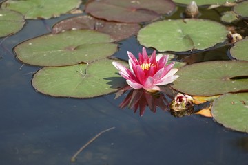 Rosa Seerosen - "Nymphaea" im Teich 