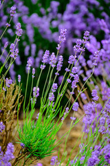 Close up view of beautiful purple lavender flowers.