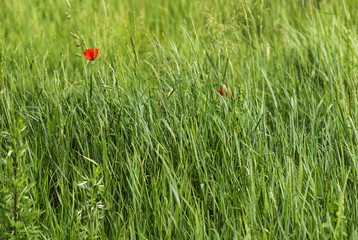red poppy flowers