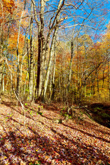 Beautiful colors of autumn landscape