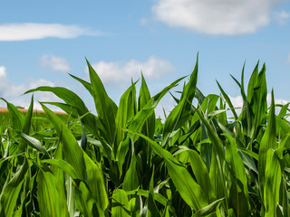 Fototapeta premium Maisfeld