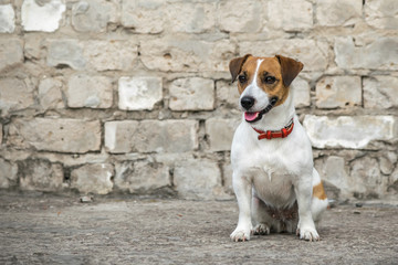 A dog Jack Russell Terrier sitting on the background of the old gray brick wall of a ruined building