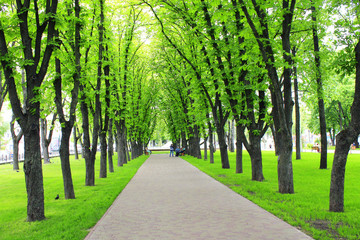 Fototapeta na wymiar park with green trees