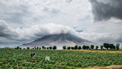 Peel and stick wall murals Vulcano SINABUNG VOLCANO, SUMATRA, INDONESIA - September 28, 2016: Woman farmer ignores the volcano eruption and continues her work. Eruption of Sinabung killed several people in recent years.