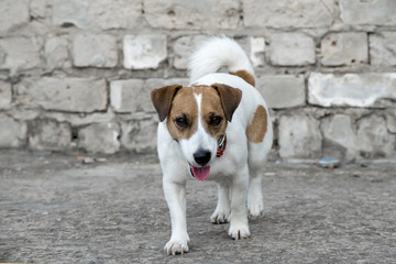 A dog Jack Russell Terrier walking on the background of the old gray brick wall of a ruined building