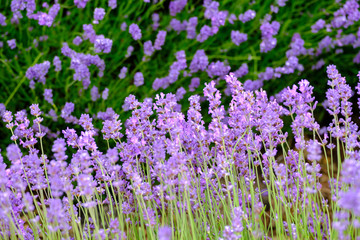 Close up view of beautiful purple lavender flowers.